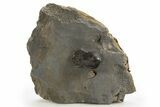 Pelagic Trilobite (Cyclopyge) Fossil - Huge Eyes #316655-3